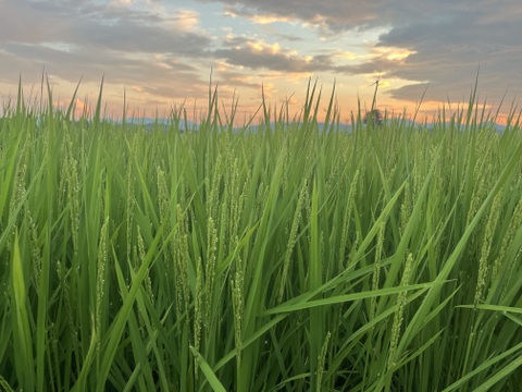 【食卓に笑顔を】令和７年つきあかり白米５ｋｇ