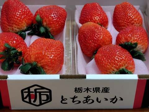 特大(2P) 500g以上【いちご・とちあいか】どでかいビックリサイズ厳選いちご★栃木県産いちご「とちあいか」(２パックx280g)●甘さがキラリ大粒いちご●お届け日指定可