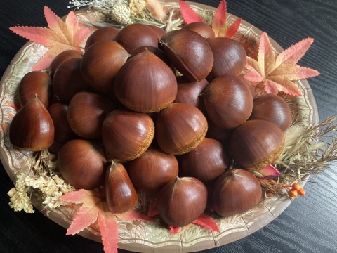 ☆丹波くり　晩生 「岸根」 3Lサイズ 約1kg（本州のみ）