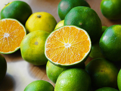 YN26（みかん）家庭用5kg｜和歌山で生まれた温州みかんの有望品種を産地直送でお届け