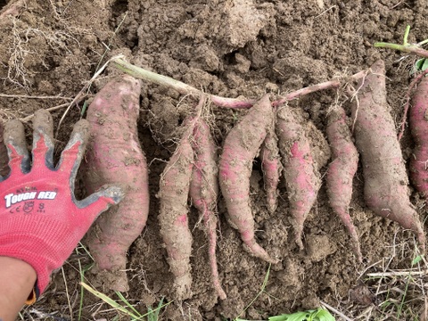 昔ながらの懐かしい味！さつまいも2kg