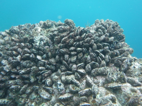 小泊産‼したんだめ1.5kgとしろけ2kgセット