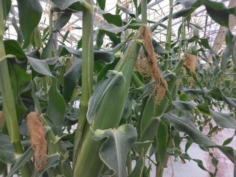 ☆2025シーズン終了☆朝採れ！ハウス栽培トウモロコシ『ゴールドラッシュ』Lサイズ5～6本🌽