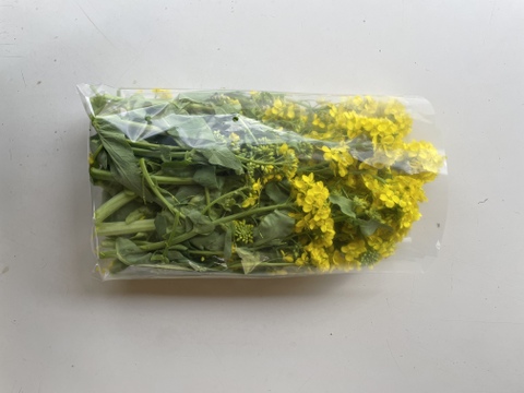 白菜の花 500g 天ぷらやおひたしに 栽培期間中農薬不使用 今が旬 訳あり