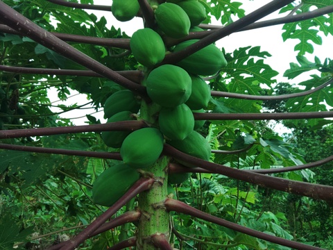 【期間限定】酵素たっぷりヘルシー　青パパイヤ1.5ｋｇ　(2～3個）