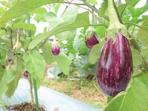 但馬の旬をお届け！採れたて野菜セットS【5〜6種類】(60サイズ)：兵庫