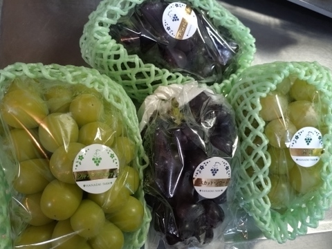 花笑み農園　岡山の10月おすすめブドウ3種MIX約2kg家庭用【10/1～順次発送】3M-2L家