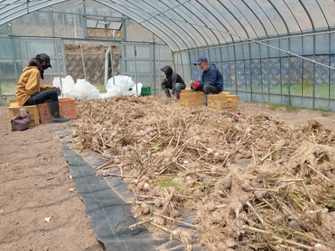 甘くて美味しい黒にんにく120ｇ×4パック
