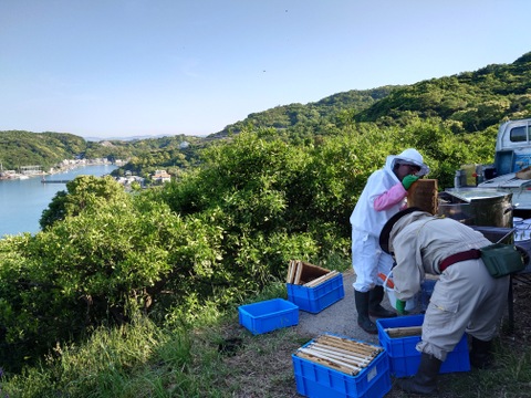 みかんどころ和歌山だからこそ！みかんの花から採れたみかん蜂蜜(1200g)　2023年度産