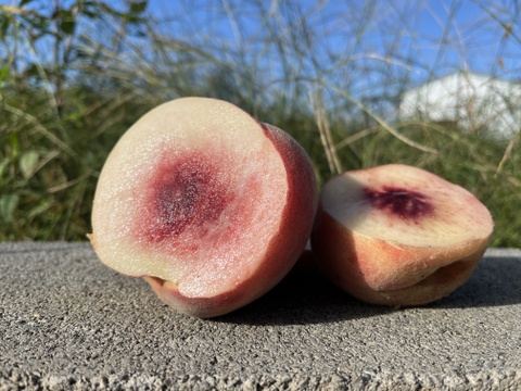 桃「さくら」家庭用5kg（10〜18玉）