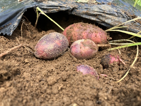 農薬化学肥料・除草剤不使用　初夏の野菜セット　6月