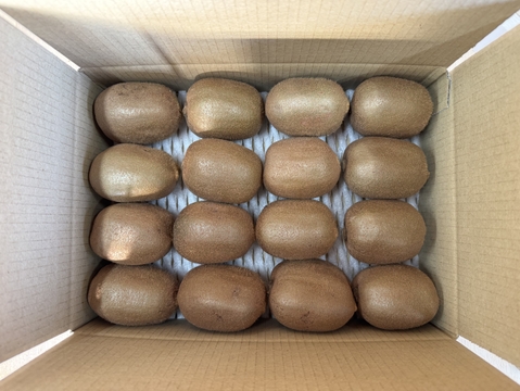 農薬不使用キウイフルーツ2Ｌサイズ　16個(約2kg)
