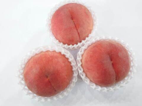 定番の晩生種「川中島白桃」 L玉以上約2.5kg【化粧箱入】【クール便】