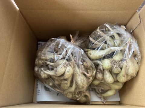 ☆有機JAS認証☆シャキシャキ食感！らっきょう　500g×2袋