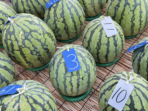 ▼今期終売【晴れの国・岡山県産】シャリ感たっぷり！皮手前まで美味しい大玉すいか『縞王』６Kg級-１玉／ニホンミツバチ交配／露地栽培／化成肥料・化学農薬・着果剤不使用【※保冷便指定】