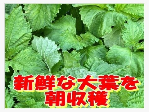 【今だけ増量❗️】新鮮露地栽培大葉 （10枚✖︎8パック）⭐朝収穫 香りいい🥗 クール便対応