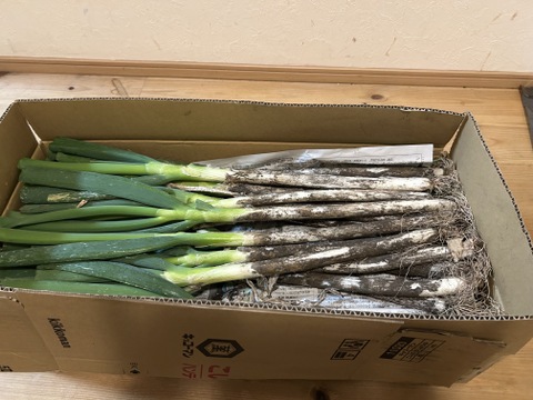 【破格のお値段！業務用向け】極寒を乗り越えた甘みのある新鮮長ネギ（お徳用５kg・約１８〜２４本）