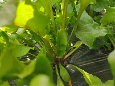 🌱収穫そのままお届け！畑直送！「食べる輸血」採れたて葉付きビーツ1〜2種セット約1.5kg🌱｜畑の鮮度そのまま✨｜農薬・化成肥料不使用｜✨