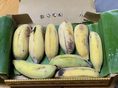 【今だけ特別価格からさらに値下げ！】大人気！沖縄産ナムワバナナ１kg