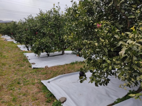 2箱のみ　お弁当のお供に　つぶらな甘平　４キロ