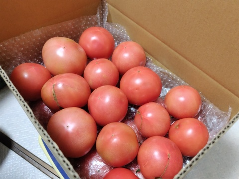 【期間限定6kg】ふぞろいのトマトたち【福岡県産桃太郎トマト】