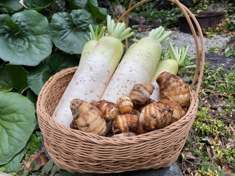 いものこ(旬里芋)５ｋｇ＆季節野菜セット