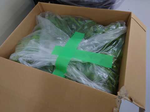 5kg【イチオシ】シャキシャキ！大人気 フリルレタス  [5kg] 株のまま 大量 業務用