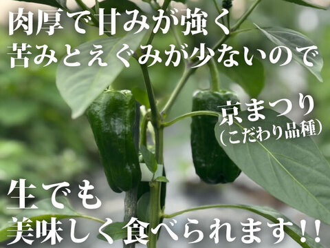 【生でも美味しい！ごちそうピーマン！】約２キロ！朝採れ新鮮「つる付きピーマン」肉厚で甘い！