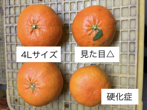 食感シャキシャキッ！甘い果汁たっぷり『わけあり甘平』3㎏