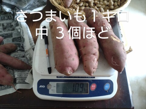 さつまいも1kg 石川県産金時芋 【農薬、除草剤、化学肥料不使用】