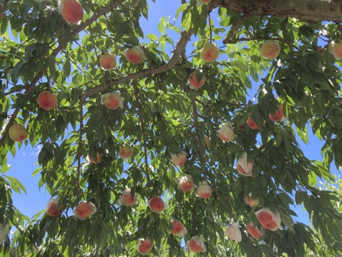 甘くてジューシー！飛騨桃源郷の桃(5kg)
　　自家用  白鳳
