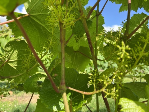 ワイン用ぶどうで作ったジュース２本セット　ヤマソーヴィニヨン(赤) 720ml✖️2本