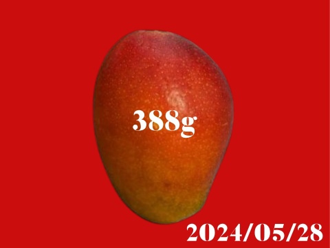 【お中元】マンゴーの王道！『アーウィン』2.0kg