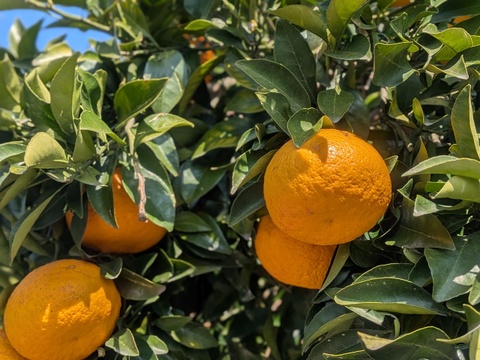 食べ頃『甘夏』1.9kg 甘味と酸味が程よい福岡産
