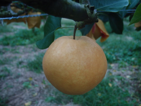 【鳥取県産】和梨・洋梨食べ比べセット　約3kg