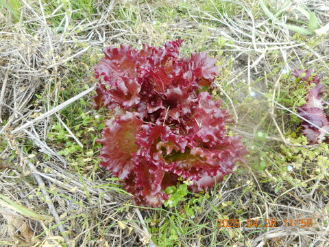 予約販売

自然農栽培のエンドウ豆セット　（スナップエンドウ、大サヤエンドウ、碓井エンドウ、そら豆）など。