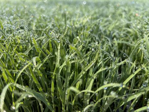 新潟県　南魚沼産コシヒカリ精米10kg[令和7年産]自家製ぼかし肥料栽培米　八海山の里で実りました。