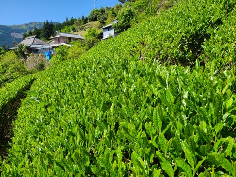 自然栽培による【かりがね茶】　香り味わいがとてもとても自然！　農薬や化学肥料は一切使わず、肥料は全て周辺の茅草、落ち葉のみ！　徳島山間地、世界農業遺産認定の緑茶 80 g 3袋