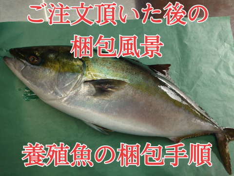 養殖ブリ1尾入り(神経締め付！)