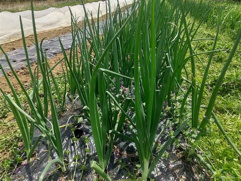 高冷地でじっくり育った玉ねぎ５Kg