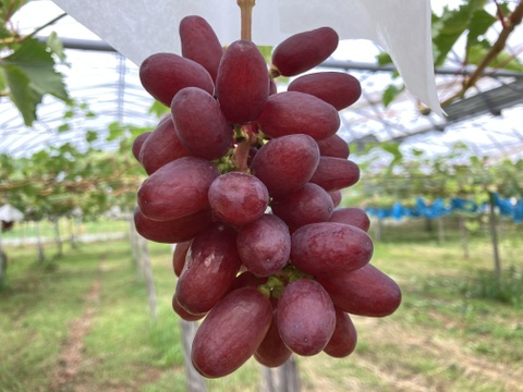【予約】サクサク甘ーい！北海道産クイーンセブン(約１kg 2-4房入)