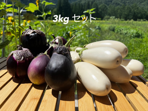 うま味ぎっしり。ナスいろいろセット 1kg