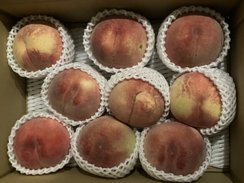 川中島白桃（8月下旬お届け）【わけあり家庭用 3kg】ジュワッと果汁溢れる！白桃