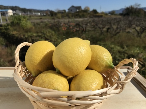 【果皮も安心】やさしい黒潮檸檬 2.7kg　節減対象農薬：当地比約75％減