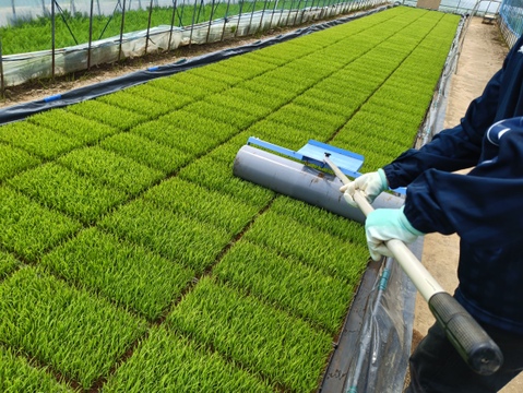 【令和7年産新米】 低農薬栽培米ササニシキ5㎏