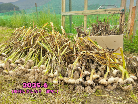 土付き生にんにく10キロ 自然農法 Harvesting natural onions and garlic [no pesticides, no