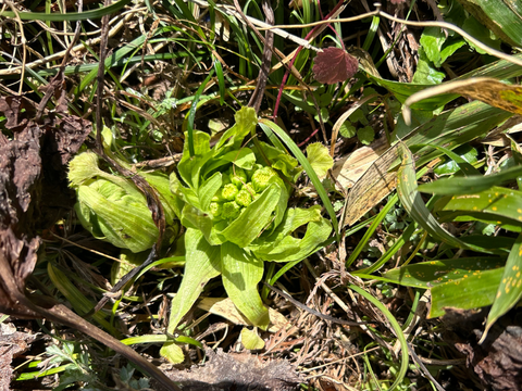 旬をいただく！愛知県豊田市旭産　天然ふきのとう 200ｇ