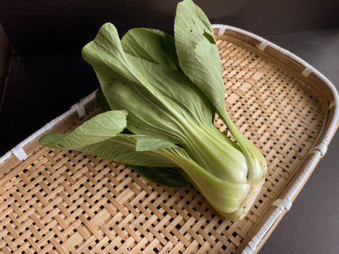 【農薬不使用】ぷりぷりジューシーな青梗菜（チンゲンサイ）350g×3〜4袋入り
