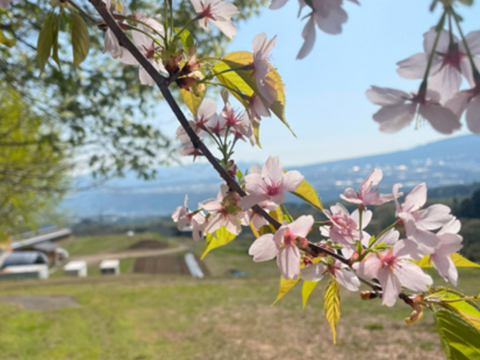 【平飼い 有精卵】自然養鶏「子持生命卵 kinari」10個入パック×２