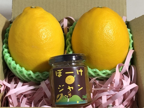 ギフト🎁こんなレモン出会ったことがない‼️有機八丈島レモン　ギフト特大2個・黒酢ジャムとプレゼント付
東京都GAP取得！